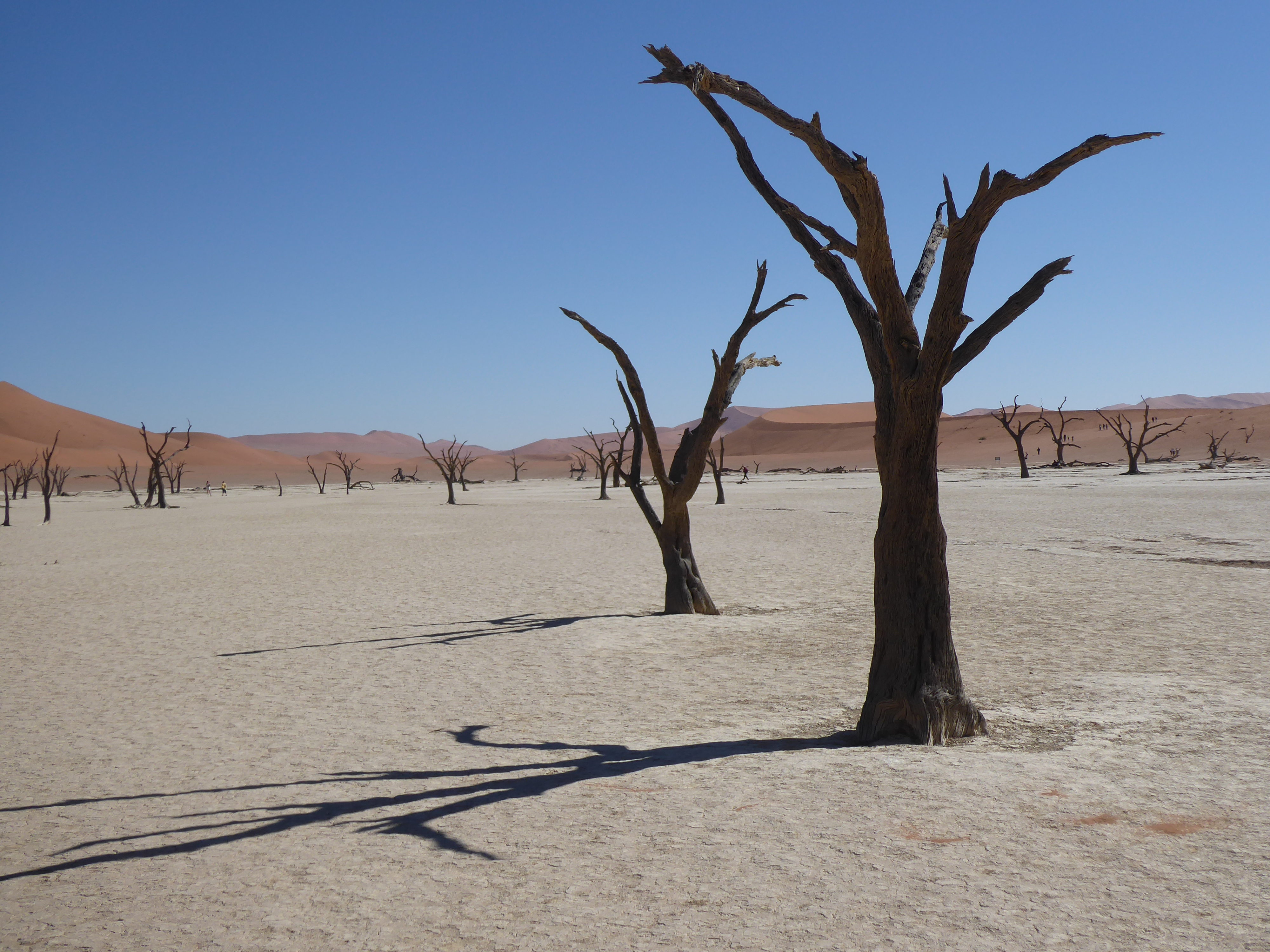 12 'radical' Climate Change Solutions